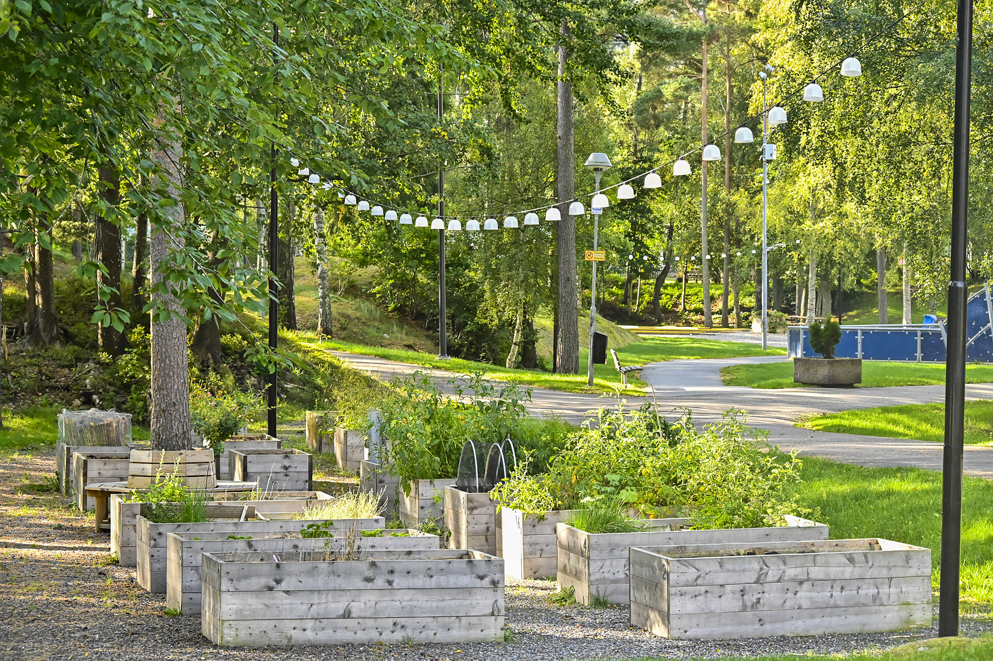 Odlingslådor i grönska