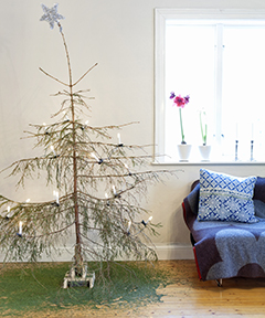 En bild på en vissen julgran som tappar sitt barr.