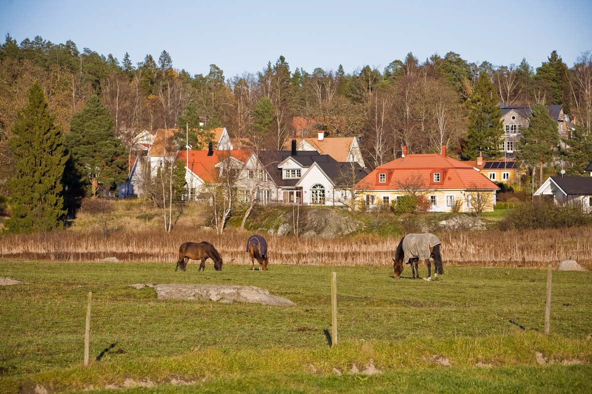Vy över Tyresö med hästar betandes på äng 